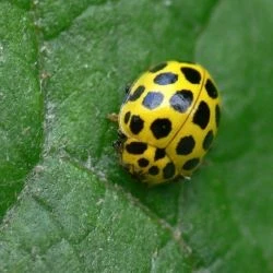 Psyllobora vigintiduopunctata