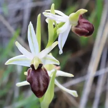 Ophrys blanca 1 (2 de 2)