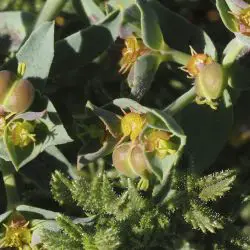Euphorbia boetica (3 de 3)