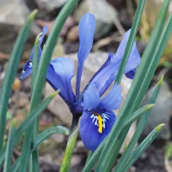 Iris reticulata 'Harmony' (2 de 2)