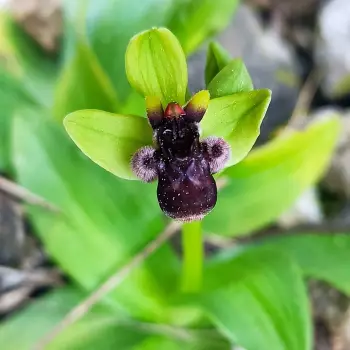 Ophrys bombyliflora (1 de 2)