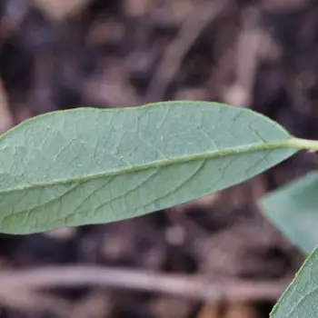 Salix bicolor (2 de 5)
