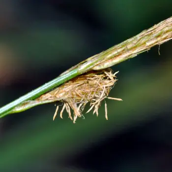 Fotografía Carex camposii subsp. tejedensis (4 de 6)