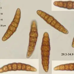 Massariosphaeria typhicola (P. Karst.) Leuchtm. (2 de 3)