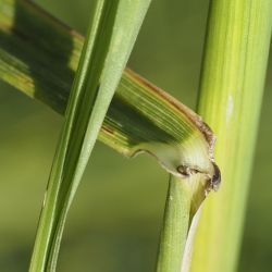 Festuca arundinacea (2 de 3)