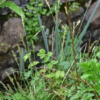 Fotografía Carex paniculata subsp. lusitanica (1 de 2)