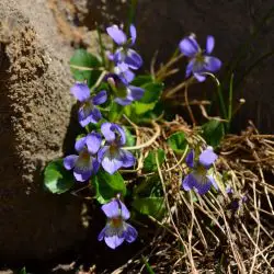 Viola pyrenaica subsp. montserratii