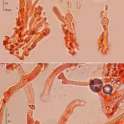Pseudomerulius aureus (Fr.) Jülich (2 de 2)