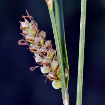 Carex tomentosa (3 de 6)