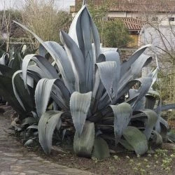 Guía de plantas ornamentales