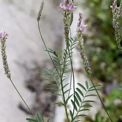 Onobrychis viciifolia (1 de 3)