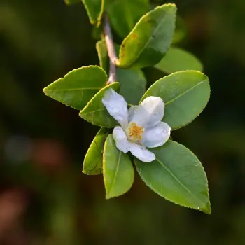Camellia brevistyla (3 de 4)
