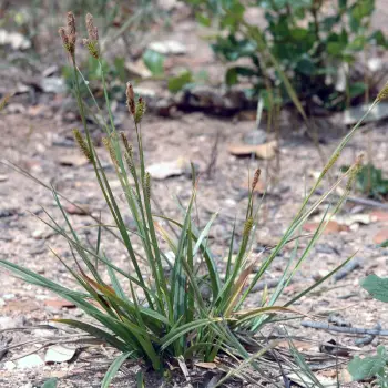Carex helodes (1 de 2)