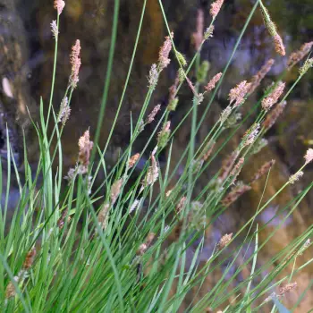 Carex cespitosa (2 de 6)