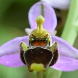 Fotografía Ophrys scolopax (3 de 3)