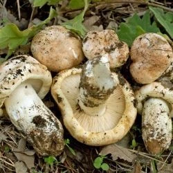 Tricholoma acerbum