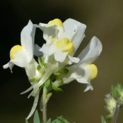 Linaria supina subsp. maritima
