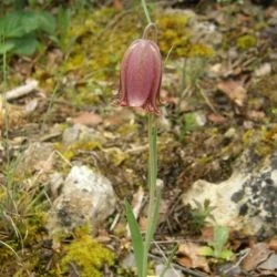 Fritillaria lusitanica