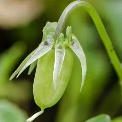 Viola riviniana (3 de 3)