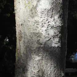 Fotografía Populus alba (1 de 3)