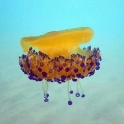 Cotylorhiza tuberculata