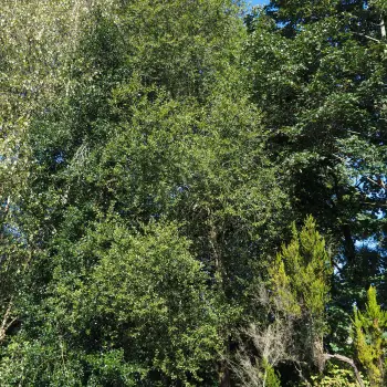 Salix atrocinerea (2 de 2)