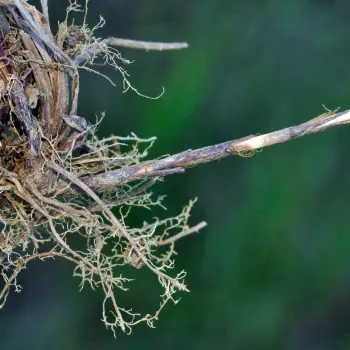Carex tomentosa (6 de 6)