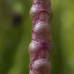 Salicornia ramosissima (2 de 3)