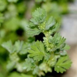 Aphanes arvensis