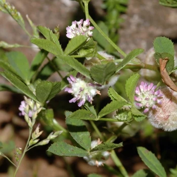 Trifolium tomentosum