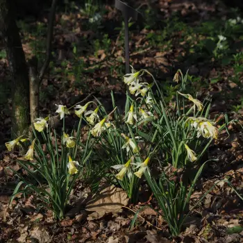 Narcissus pallidiflorus (1 de 3)