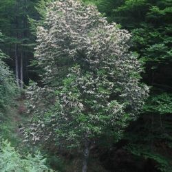Loro (Prunus lusitanica subsp. lusitanica)