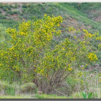 Adenocarpus telonensis