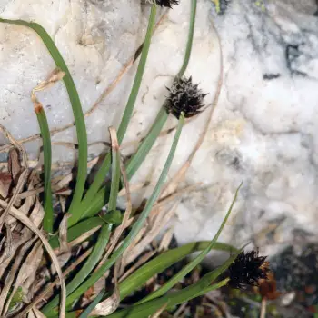 Carex foetida (1 de 2)