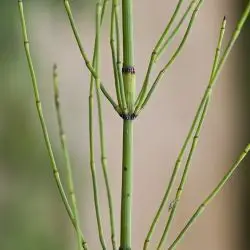 Equisetum ramosissimum (2 de 3)