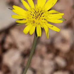 Tragopogon pratensis (3 de 3)