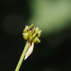 Fotografía Ranunculus acris subsp. despectus (3 de 3)