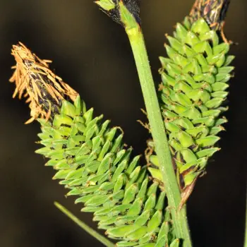 Fotografía Carex elata subsp. elata (3 de 5)