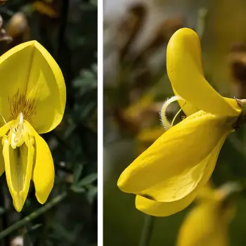 Cytisus striatus (2 de 4)