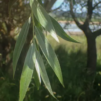 Salix alba (4 de 5)