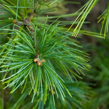 Pinus strobus 'Minima' (5 de 6)