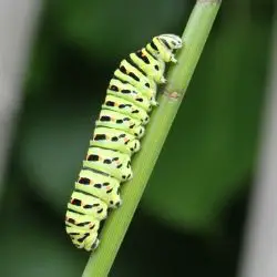 Papilio machaon (1 de 2)