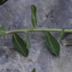 Fotografía Euphorbia flavicoma subsp. occidentalis