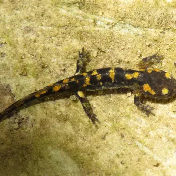 Salamandra longirostris (1 de 2)