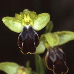Fotografía Ophrys fusca subsp. fusca (2 de 2)