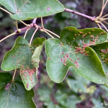 Aceria aceriscampestris