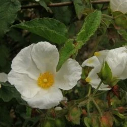 Cistus populifolius