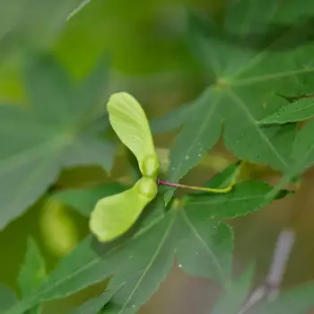 Acer palmatum 'Ichigyoji'