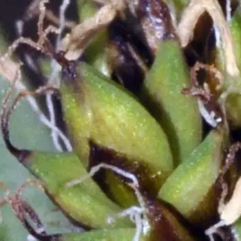 Carex lucennoiberica (4 de 4)