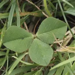 Fotografía Trifolium fragiferum (3 de 3)